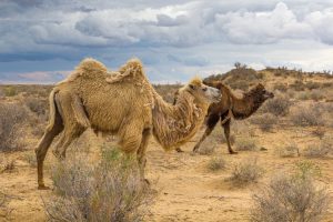 Camels in the Kyzlkum Desert, Uzbekistan