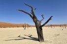 Petrified trees at Dead Vlei