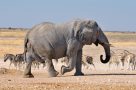Desert Elephant in Etosha National Park