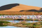 Flamingos at Walvis Bay Lagoon