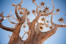 Quiver tree