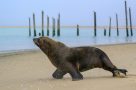 Seal at Walvis Bay