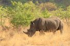 White rhino on the Okonjima Plains