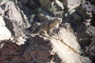 Snow leopard in the Drass Valley near Snow Leopard Lodge