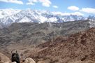 Yak with a view