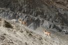 Urial in the mountains