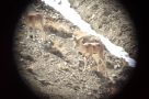 Viewing urial through a scope
