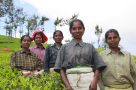 Tea pickers in Munnar by K Chignell