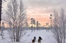 Husky sledding at Brandon Lodge