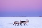 Reindeer walking through the snow