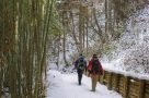 Walking through the snow