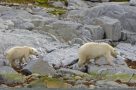 Arctic wildlife - polar bears, Magdalenafjorden
