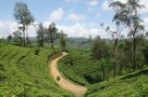 Pekoe Trail through Loolecondera Tea Estate