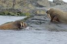 Arctic wildlife - walruses, Kkvitoya