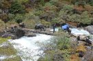 Yaks on trail