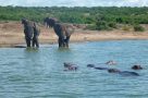 Elephants and hippos on the shore of Kazinga Channel, Queen Elizabeth National Park