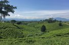 Tea plantations walking from Kihihi to Buhoma
