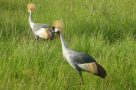 Grey-Crowned Cranes, Lake Mburo National Park