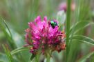 Flora and fauna of the Clarée Valley - Beetle on orchid