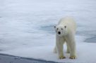 Arctic wildlife - polar bear on pack ice