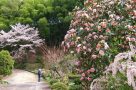Nakasendo trail. Image by H Paul