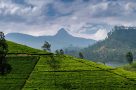 Adam's Peak
