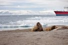 Arctic wildlife - walruses