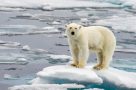 Arctic wildlife - polar bear