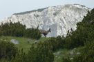 Montenegro wildlife - Chamois, Durmitor National Park. Image by Mr & Mrs Hall