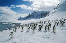 Visit penguin colonies, Antarctica