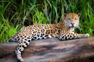 Jaguar in the Amazon