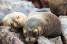 Sea lions, Paracase National Park