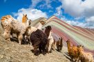 Alpacas on Rainbow Mountain