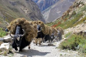 Yaks carrying hay