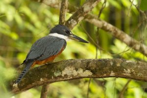 A Ranger Kingfisher at Cano Negro Wildlife Refuge in Costa Rica