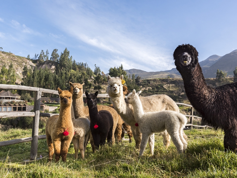 Alpaca herd