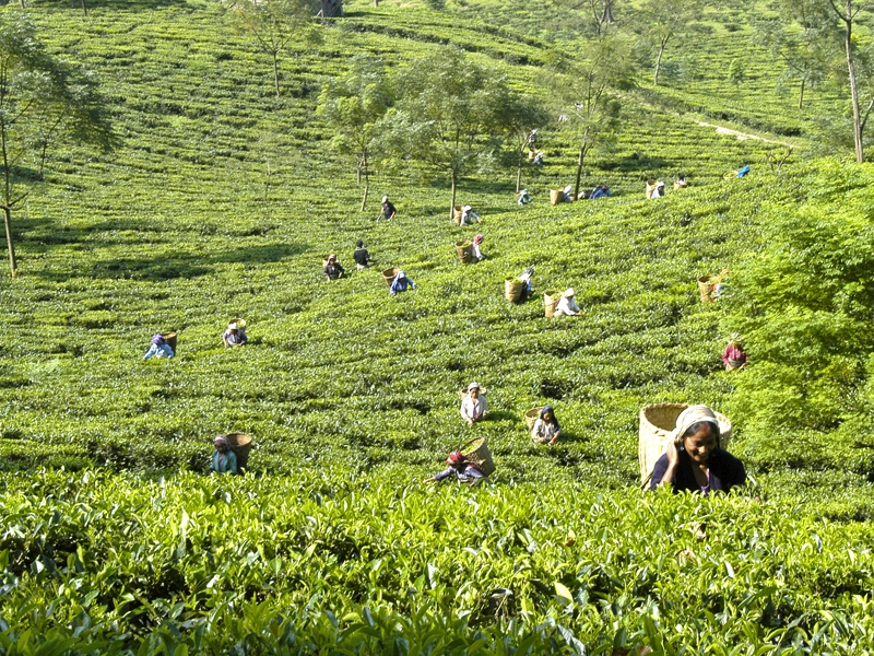 Glenburn tea pickers