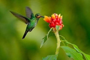 Costa Rica and the Green Planet