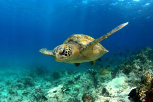 Galapagos Saving