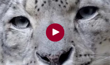 Himalayan Wildlife Tour, India - short reel