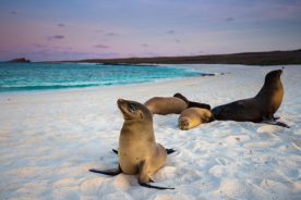 Gentle Walking Ecuador & Galapagos Safari