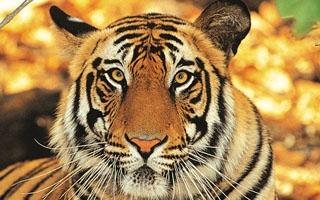 Where to see big cats in the wild - our top 5 destinations