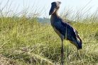 Shoebill stork mawamba swamp uganda 660x440