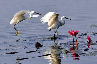 Brahmaputra River Cruise with Darjeeling