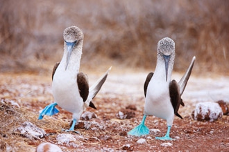 Gentle Walking Ecuador & Galapagos Safari