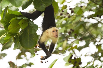 Gentle Walking & Wildlife Costa Rica