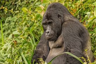 Gorilla & Wildlife Walking Safari, Uganda