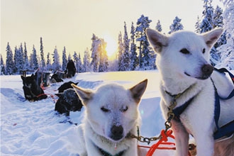 Husky Sledding Arctic Adventure, Finland