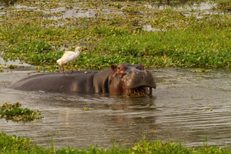 Lower Zambezi extension, Zambia