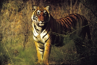 Ranthambore National Park extension